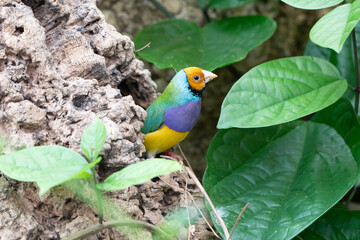 Gouldian finch - the Lady Gouldian finch, Gould's finch or the rainbow finch