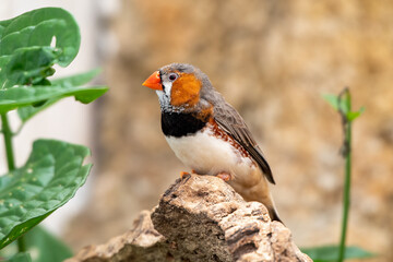 Gouldian finch - the Lady Gouldian finch, Gould's finch or the rainbow finch