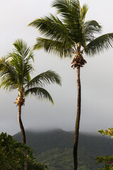 Palm trees in the fog, Mahe, Seychelles