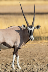 Gemsbok in the Kgalagadi