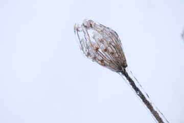Freezing flower plant in ice on the snow meadow. . High horizontal quality photo