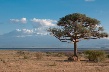 Fototapeta na wymiar Kenya, Amboseli, Kilimanjaro, acacia tree