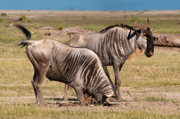 Kenya, Amboseli, wildebeest