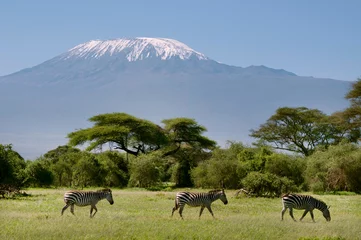 Wall murals Kilimanjaro Kenya, Amboseli, Kilimanjaro, zebra