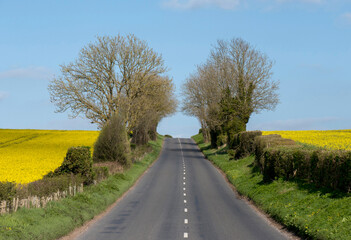 europe; UK, England, Wiltshire, road through tree arch
