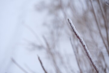 Freezing flower plant in ice on the snow meadow. . High horizontal quality photo