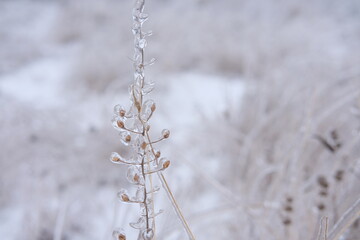 Freezing flower plant in ice on the snow meadow. . High horizontal quality photo