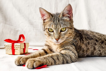 Little cute tabby cat plays with red hearts. Valentine's day, Birthday, love concept. Pet theme.