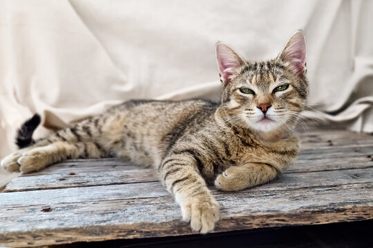 Little cute tabby cat lying down on wooden floor and looking at the camera. Pet theme.