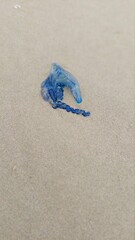 Bluebottle washed up on the sand on the Australian beach