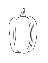 Bell pepper ripe vegetable. Edible vegetable fruit. Hand drawing outline. Sketch isolated on a white background. Vector