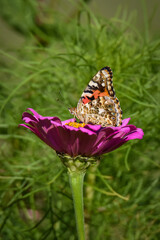 Painted Lady Butterfly on Purple Zinnia Flower