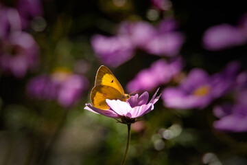 Yellow Butterfly on Purple Flowers