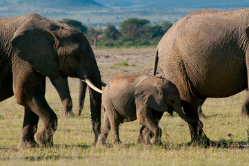 Kenya, Amboseli, elephant herd
