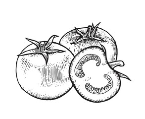 Still life with tomato slice. Beautiful ripe vegetable in vintage engraving style. Outline sketch. Hand drawing is isolated on a white background. Vector