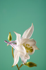 Beautiful Aquilegia glandulosa flowers against a color background. Floral wallpaper with aquilegia flowers.