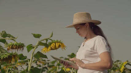 agriculture, a farmer with a tablet works in a field with sunflowers, inspect the size of seeds, make calculations for harvesting on a farm, a business agronomist for the production of sunflower oil