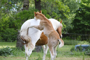 Obraz premium Playful colt foal playing with paint horse in spring field on farm.