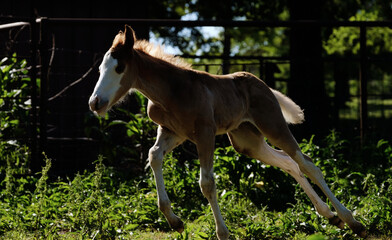 Obraz na płótnie Canvas Foal colt horse running through field with dark lighting.