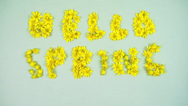 4k On a light green fabric background, small yellow balls appear and turn into spring buttercup flowers that form the words: "Hello Spring." Stop motion animation. Springtime.