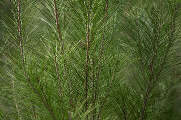 Green pine branches on the blurred background