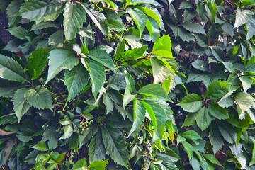 Virginia creeper Parthenocissus Quinquefolia green leaves covering a wall close-up.