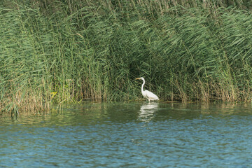 Heron plays in the river