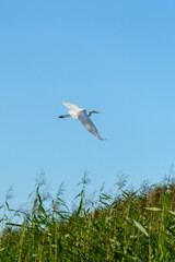 Fototapeta premium A heron flies in the blue sky