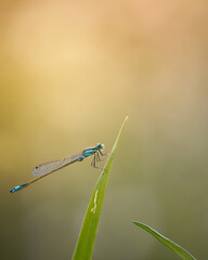 Diese wunderschöne Kleinliebelle konnte ich beim Sonnenuntergang einfangen. Diese Farben und Details faszinieren mich immer wieder