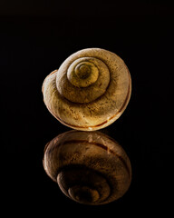 Das erleuchtende Schneckenhaus