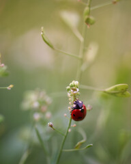 Es gibt so viele Marienkäfer, doch einen zu fotografieren ist garnicht so einfach. Doch ich hatte die Chance bekommen und diese auch direkt genutzt