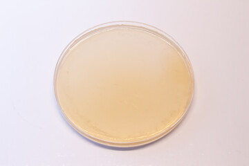 petri dish with white background