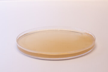petri dish with white background
