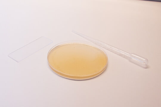 petri dish with white background