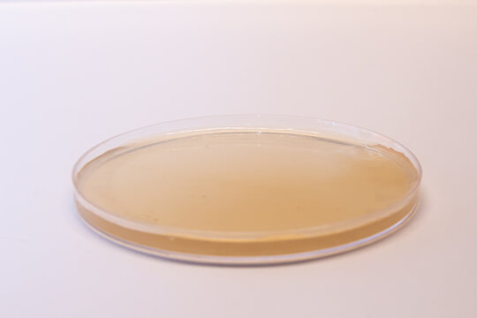 petri dish with white background