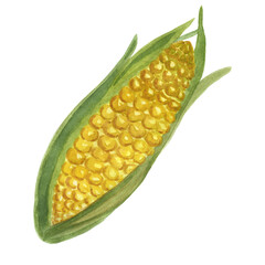 Watercolor yellow cob of corn