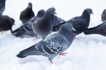 Many pigeons in the snow in winter