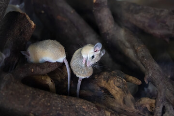 Cairo spiny mouse Sit in a tree. Acomus cahirnus