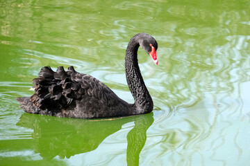 Obraz premium Black swan (lat. Cygnus atratus) swims in a pond