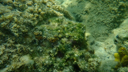 Cushion coral or Caespitose tube coral, pillow coral, cladocora (Cladocora caespitosa) undersea, Aegean Sea, Greece, Halkidiki