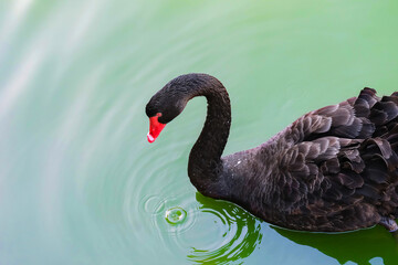 Black swan (lat. Cygnus atratus) swims in a pond
