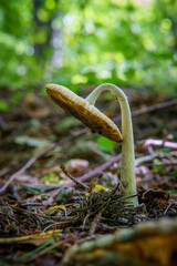 Mushrooms in the forest