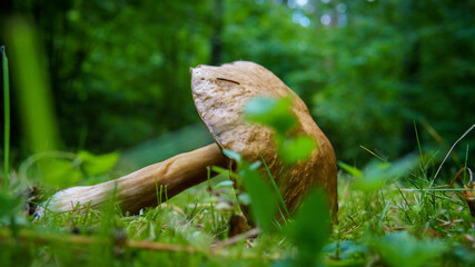 Mushrooms in the forest