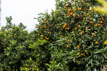 Fototapeta na wymiar Tangerine tree with ripe orange tangerine fruits on branches