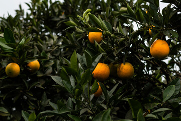 Tangerine tree with ripe orange tangerine fruits on branches