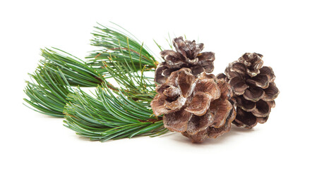 Forest decorated . Christmas pine cone. Christmas winter background. Green pine branch. isolated.