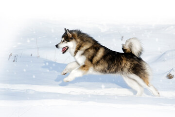 Alaskan Malamute, un grande cane da slitta che corre nella neve