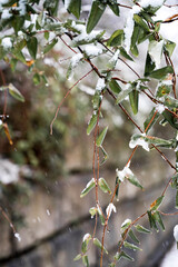 Snowy leaves by a stone wall