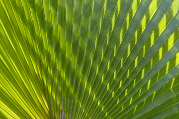 Palm Leaves texture with shadow.Tropical palm leaves. floral pattern background.Palm leaves on which a good shadow falls. Graphic drawing on a palm leaf. Natural patterns. Natural beautiful background