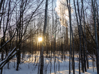 Thicket of the forest at sunset. A lot of trees.